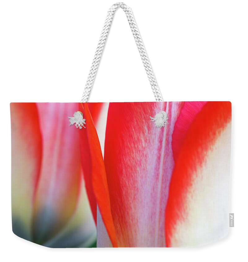 Tulips Weekender Tote Bag featuring the photograph Two Tulips by Rebekah Zivicki