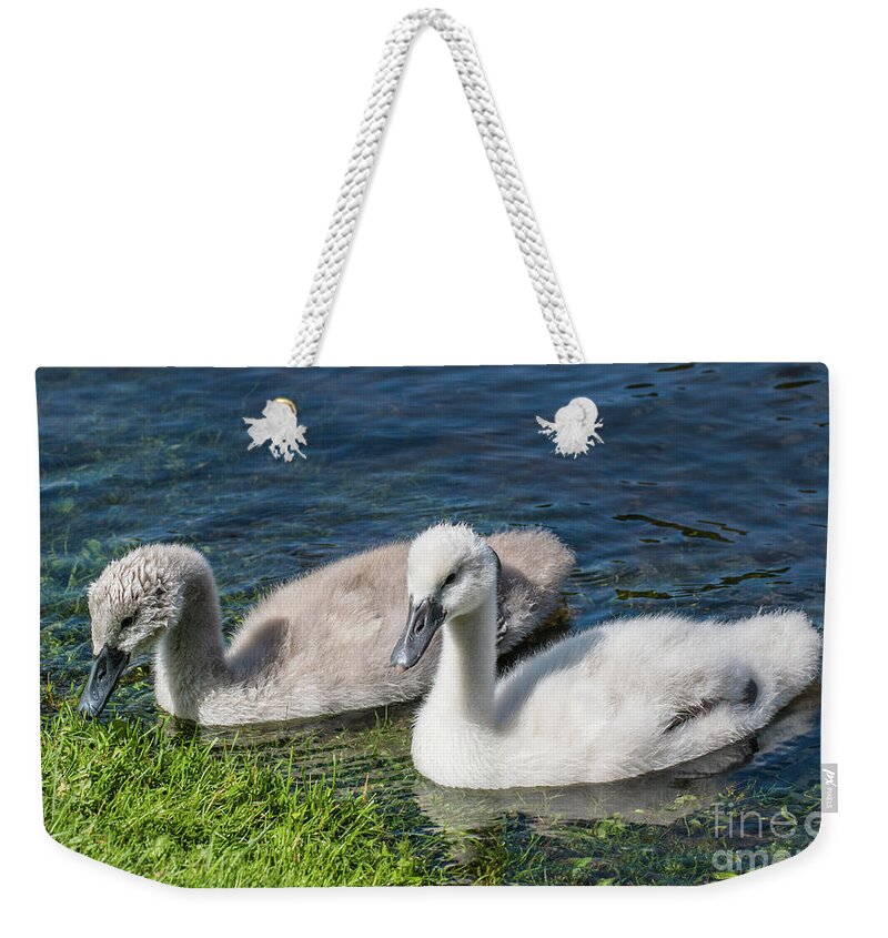 Cygnus Olor Weekender Tote Bag featuring the photograph Two young cygnets of mute swan swimming in a lake by Amanda Mohler