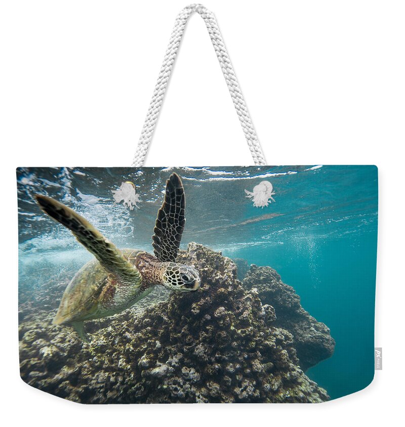 Sea Life Weekender Tote Bag featuring the photograph Under Flyer by Leonardo Dale
