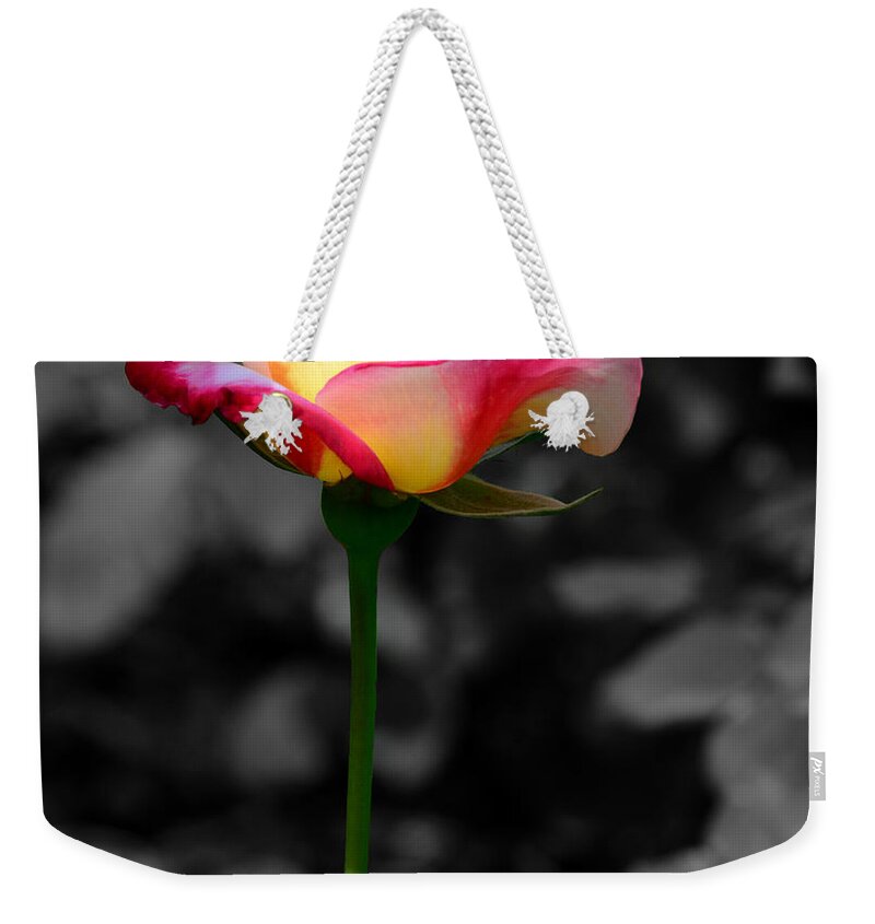 Pink And White Rose Weekender Tote Bag featuring the photograph Unity Stands Out by Bradley Dever