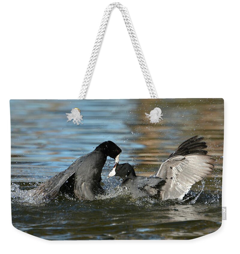 American Coots Weekender Tote Bag featuring the photograph Unnecessary Roughness 2 by Fraida Gutovich