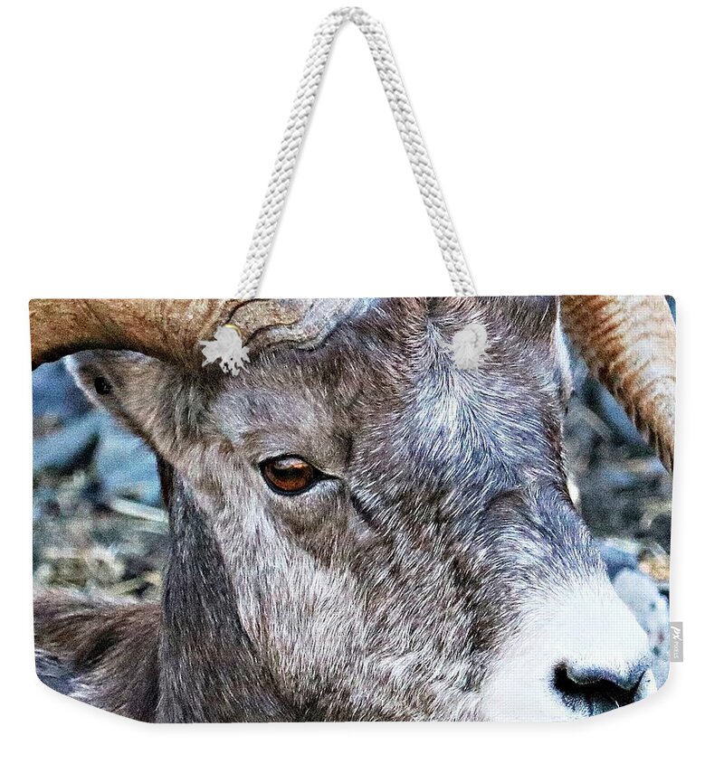 Big Horn Sheep Weekender Tote Bag featuring the photograph Up Close by Kathleen Voort