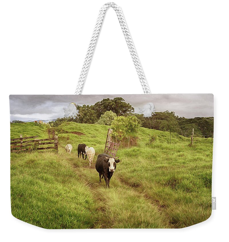 Cows Weekender Tote Bag featuring the photograph Upcountry Ranch by Susan Rissi Tregoning