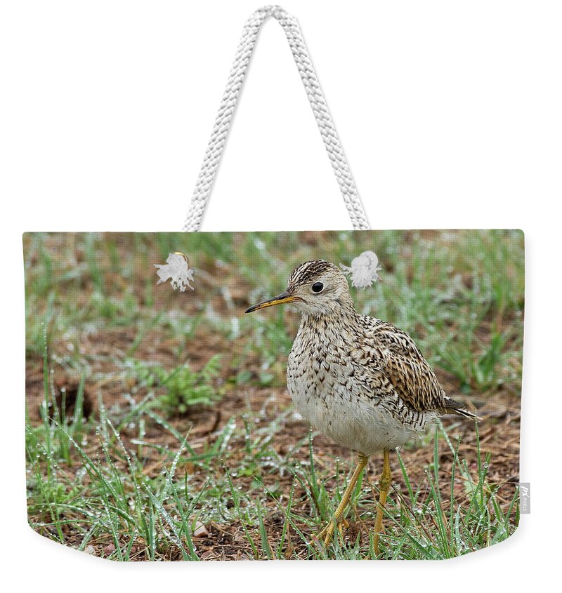 Upland Sandpiper Weekender Tote Bag featuring the photograph Upland Sandpiper by Jim Zablotny