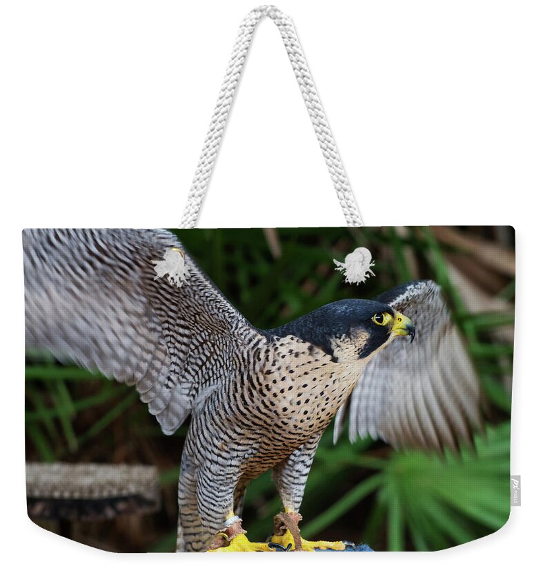 Nature Weekender Tote Bag featuring the photograph Upset Peregrine by Arthur Dodd