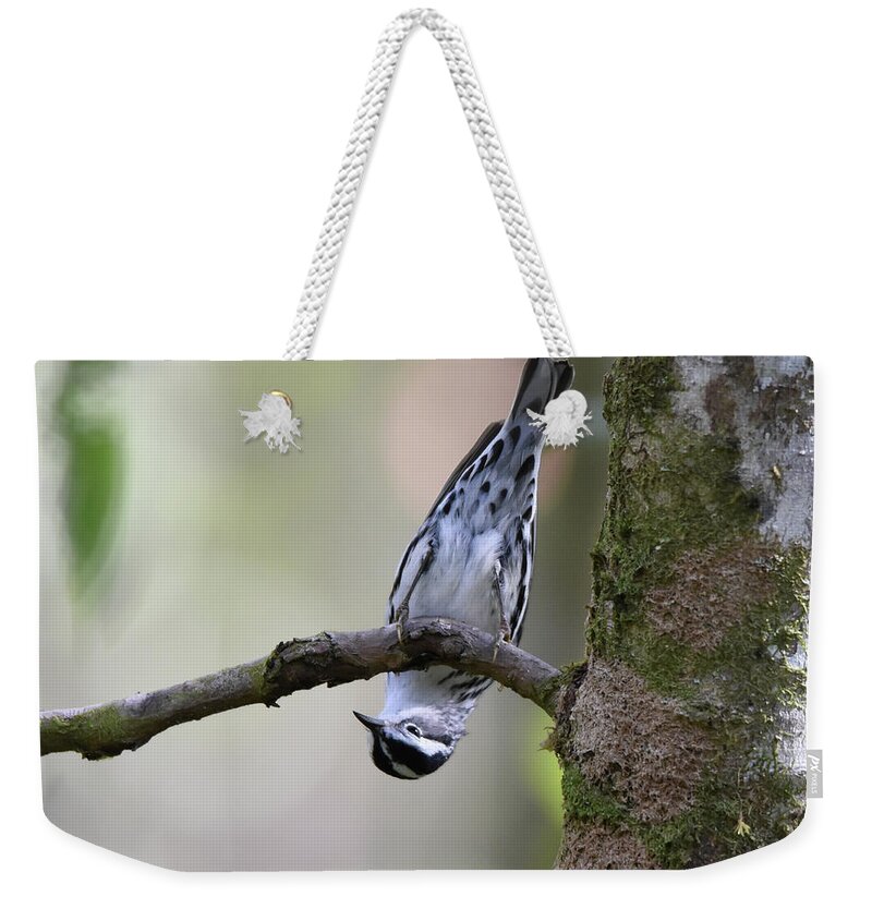 Bird Weekender Tote Bag featuring the photograph Upside Down and Looking at You by Artful Imagery