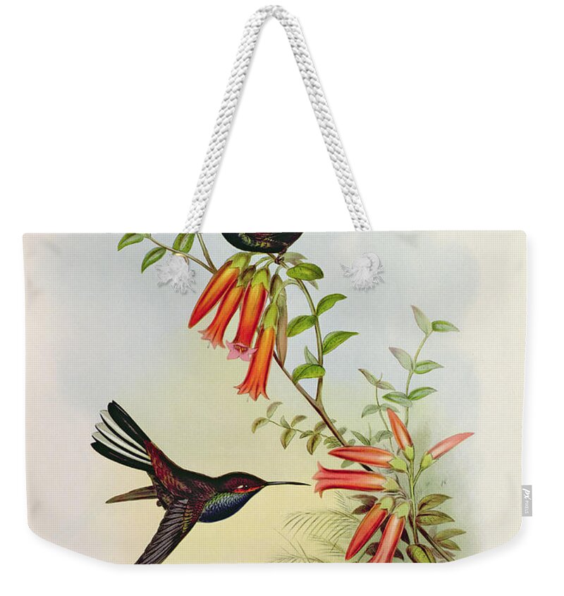 Urochroa Weekender Tote Bag featuring the painting Urochroa Bougieri by John Gould