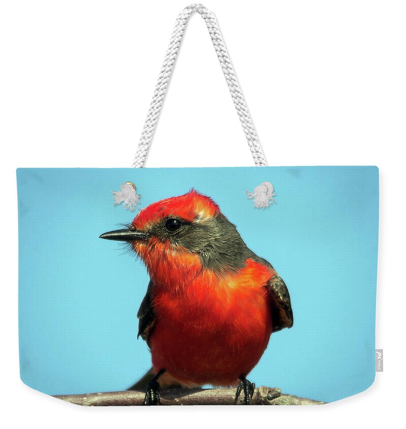 Nature Weekender Tote Bag featuring the photograph Vermilion Flycatcher - Pyrocephalus Rubinus by DB Hayes
