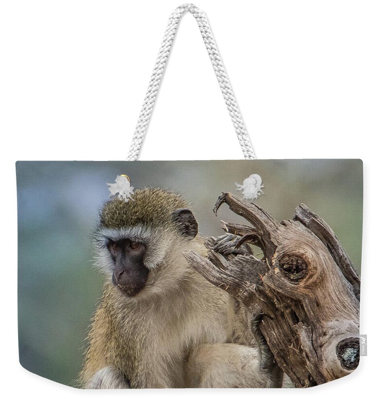 Monkey Weekender Tote Bag featuring the photograph Vervet Monkey Just Watching by Janis Knight