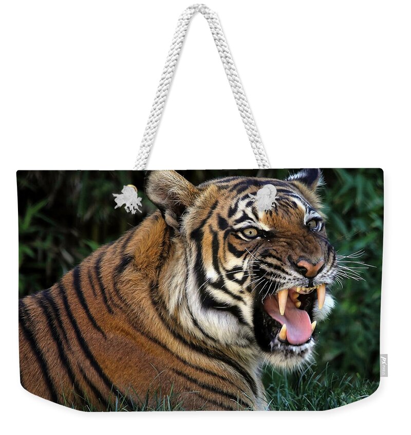 Tigers Weekender Tote Bag featuring the photograph Very Cranky Today by Elaine Malott