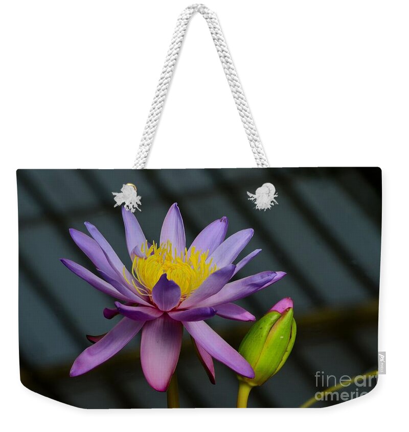 Flower Weekender Tote Bag featuring the photograph Violet and yellow water lily flower with unopened bud by Imran Ahmed