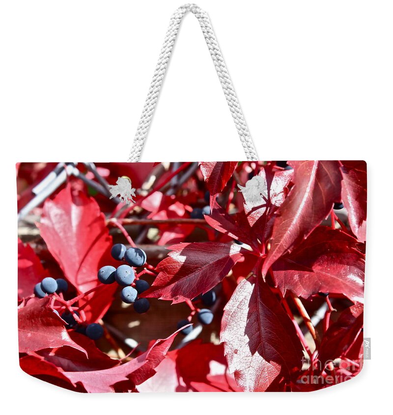Vine Weekender Tote Bag featuring the photograph Virginia Creeper by Linda Bianic