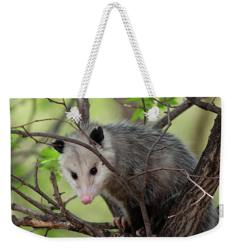 Virginia Opossum Weekender Tote Bag featuring the photograph Virginia Opossum by Natural Focal Point Photography