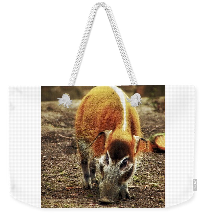 Red Weekender Tote Bag featuring the photograph Red River Hog by Doc Braham