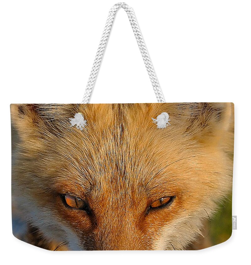 Fox Weekender Tote Bag featuring the photograph Vixen by William Jobes