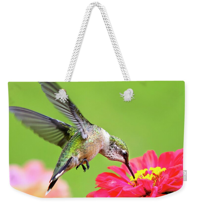 Hummingbird Weekender Tote Bag featuring the photograph Waiting in the Wings Hummingbird Square by Christina Rollo
