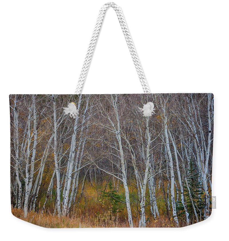 Forest Weekender Tote Bag featuring the photograph Walk In The Woods by James BO Insogna
