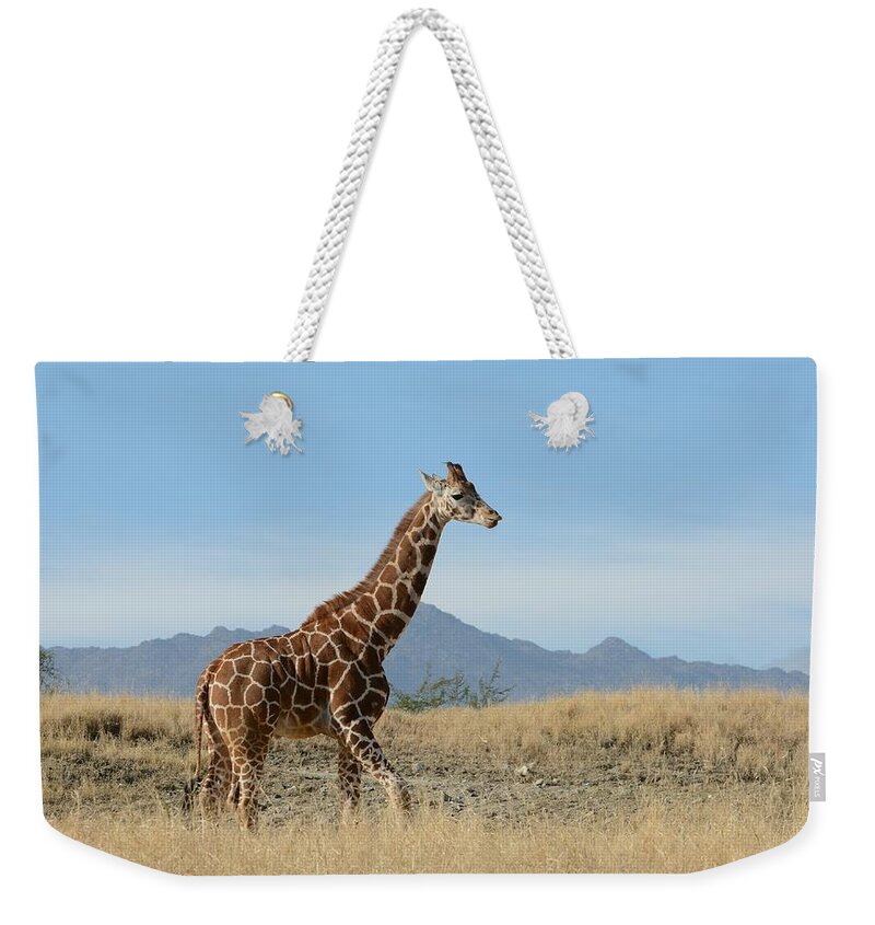 Giraffe Weekender Tote Bag featuring the photograph Walkabout 3 by Fraida Gutovich