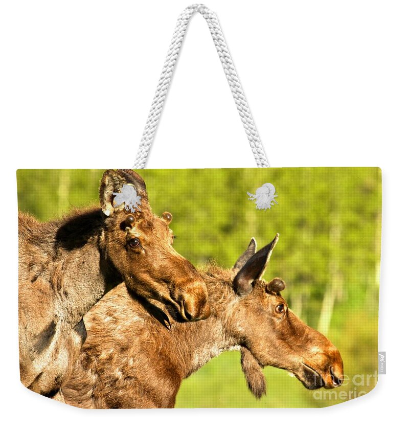 Pair Of Moose Weekender Tote Bag featuring the photograph Wandering In The Forest by Adam Jewell