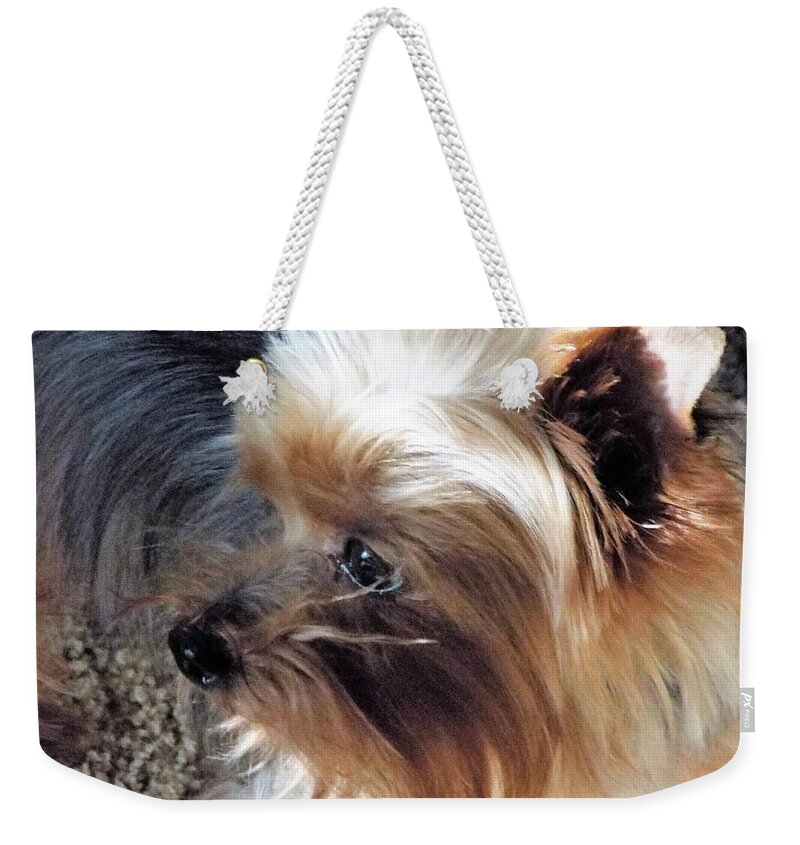 Small Dog Weekender Tote Bag featuring the photograph Wasn't Me by Michael Dillon