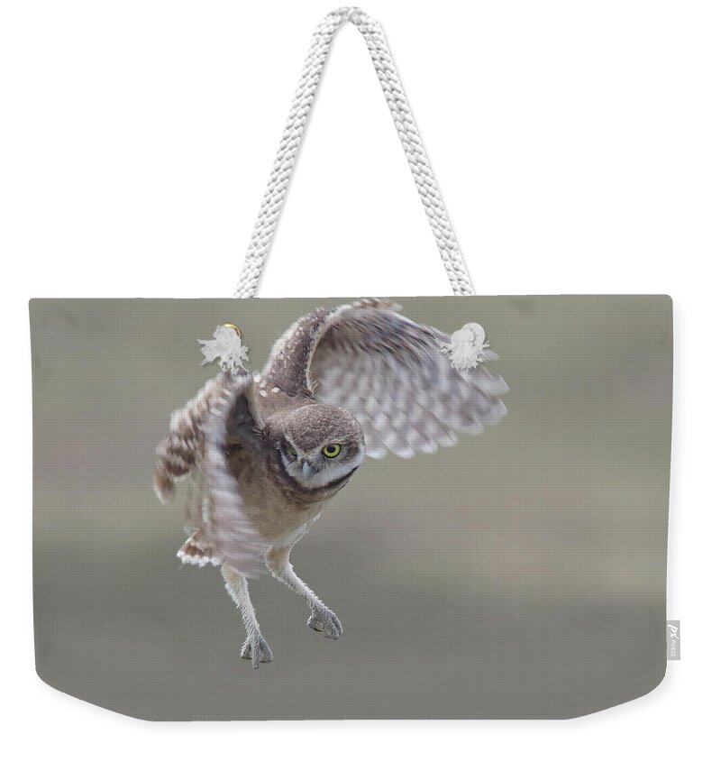 Burrowing Owlet Weekender Tote Bag featuring the photograph Watch Me Now. by Evelyn Garcia