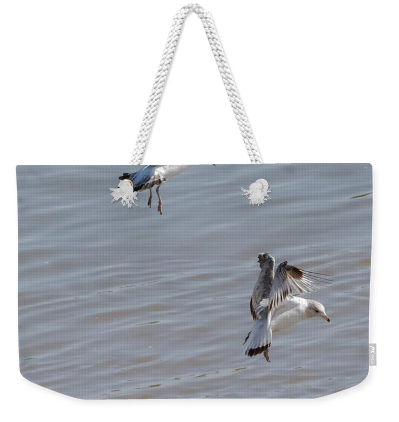 Gull Weekender Tote Bag featuring the photograph Watch Out Below by Holden The Moment