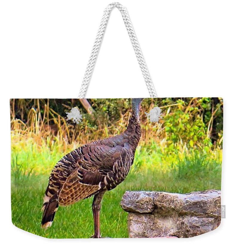 Instanaturelover Weekender Tote Bag featuring the photograph Watch Out Mr. #wild #turkey, I Would by Austin Tuxedo Cat