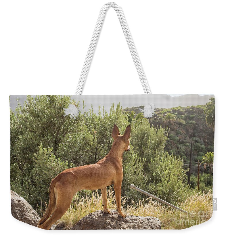 Action Weekender Tote Bag featuring the photograph Watchful dog by Patricia Hofmeester