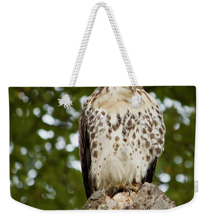 Watchful Eye Weekender Tote Bag featuring the photograph Watchful Eye by Jim Gillen