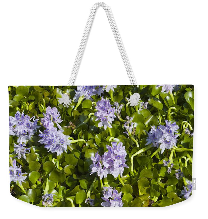 Water Hyacinth Weekender Tote Bag featuring the photograph Water Hyacinth by Juan Silva