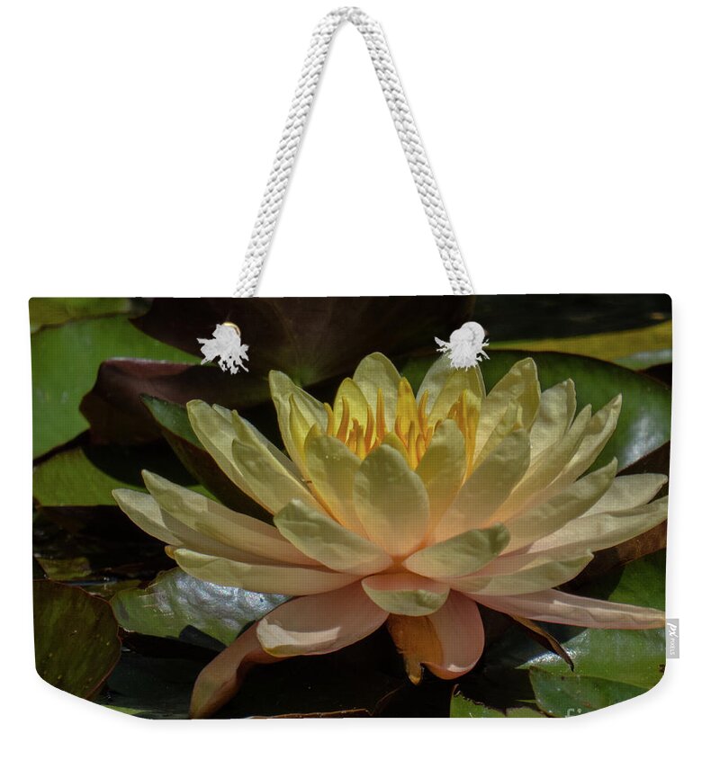 Hawaii Weekender Tote Bag featuring the photograph Water Lily 1 by Christy Garavetto