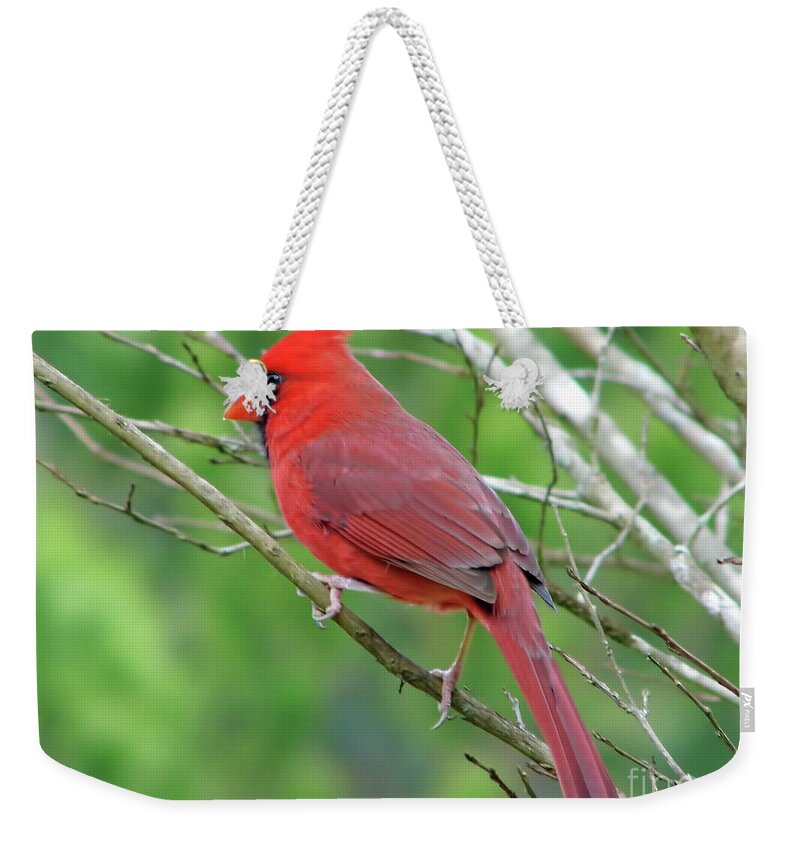 Cardinal Weekender Tote Bag featuring the photograph Water On His Beak by D Hackett