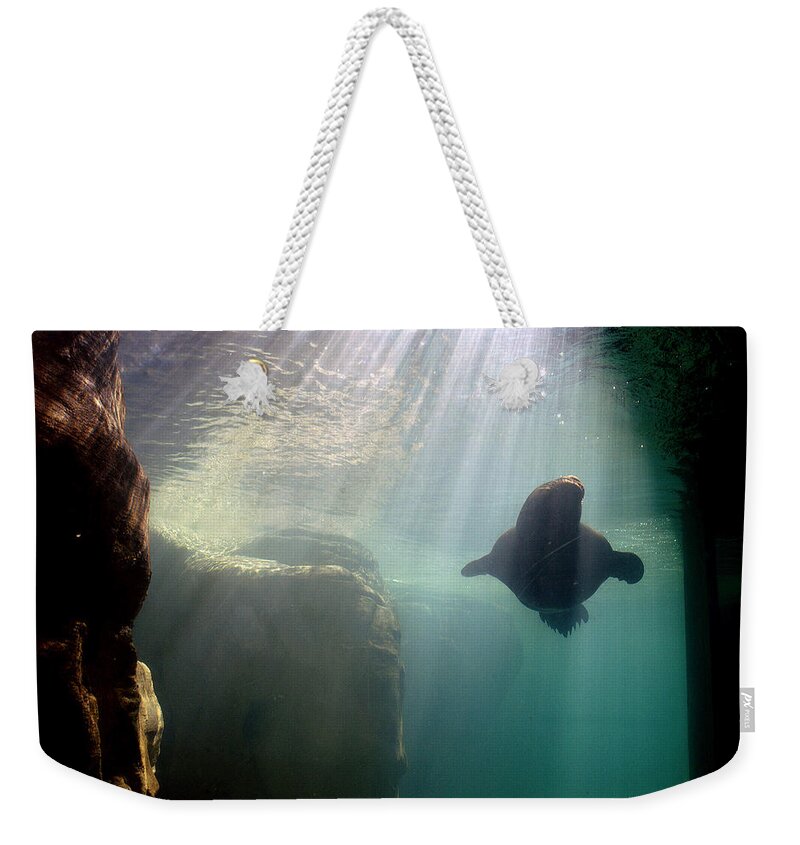 Memphis Zoo Weekender Tote Bag featuring the photograph Water World by DArcy Evans