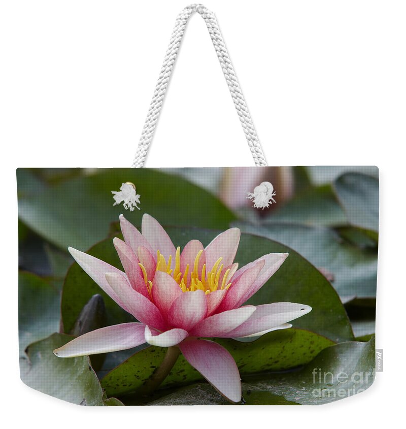 Waterlily Weekender Tote Bag featuring the photograph Waterlily by Michal Boubin
