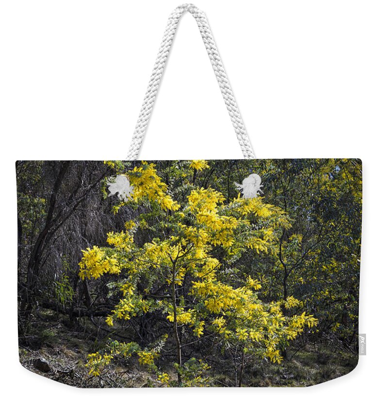 Wattle Weekender Tote Bag featuring the photograph Wattle Tree - Canberra - Australia by Steven Ralser