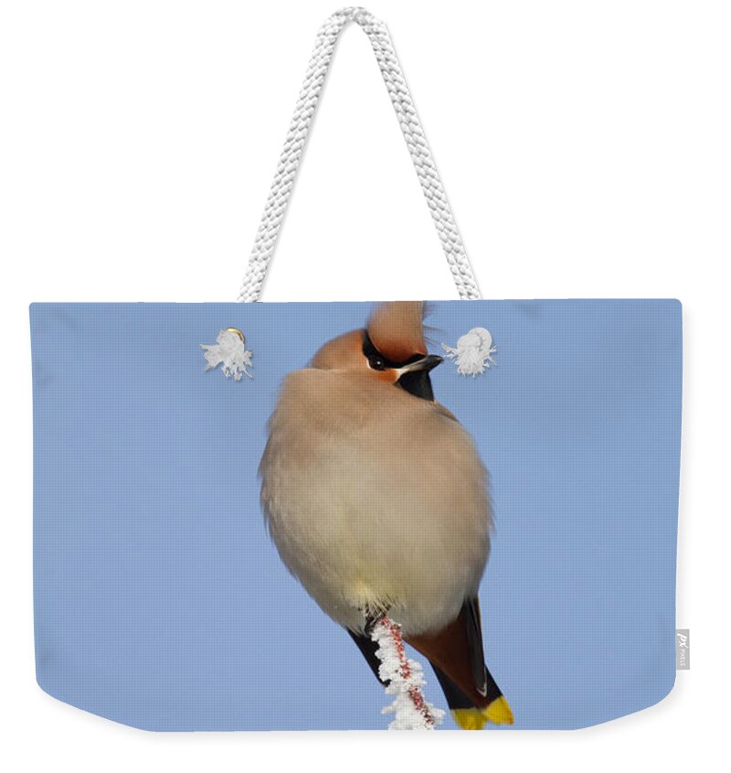 Waxwing Weekender Tote Bag featuring the photograph Waxwing by Bob Kemp