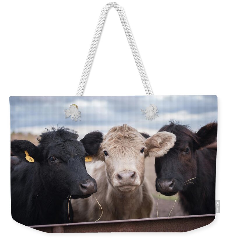 Cows Weekender Tote Bag featuring the photograph We Three Cows by Holden The Moment