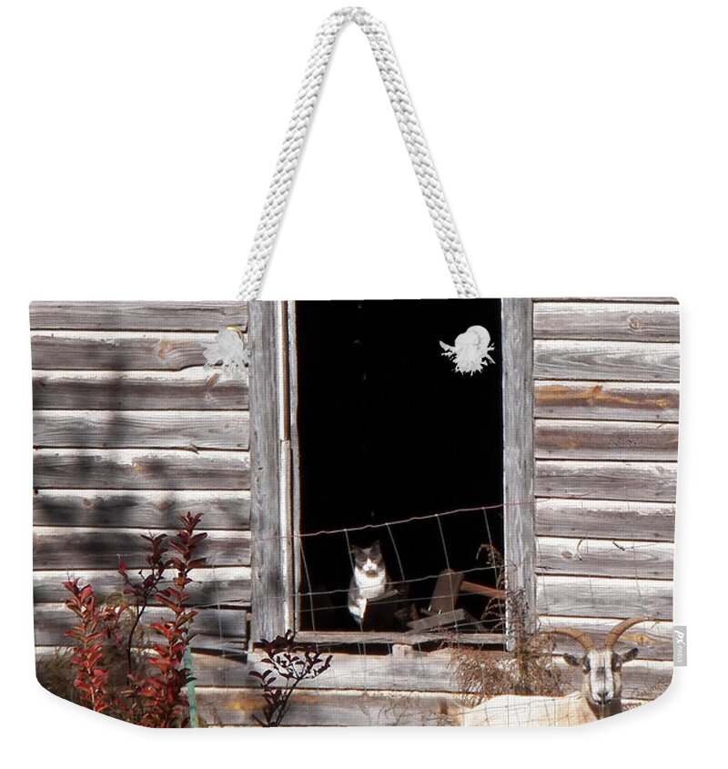 Wee See You Weekender Tote Bag featuring the photograph Wee See You by Jennifer Robin