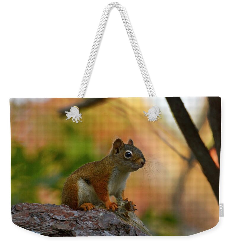 Red Squirrel Weekender Tote Bag featuring the photograph Wellfleet Red by Garrett Sheehan
