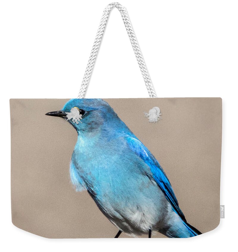 Birds Weekender Tote Bag featuring the photograph Mountain Bluebird by Dawn Key