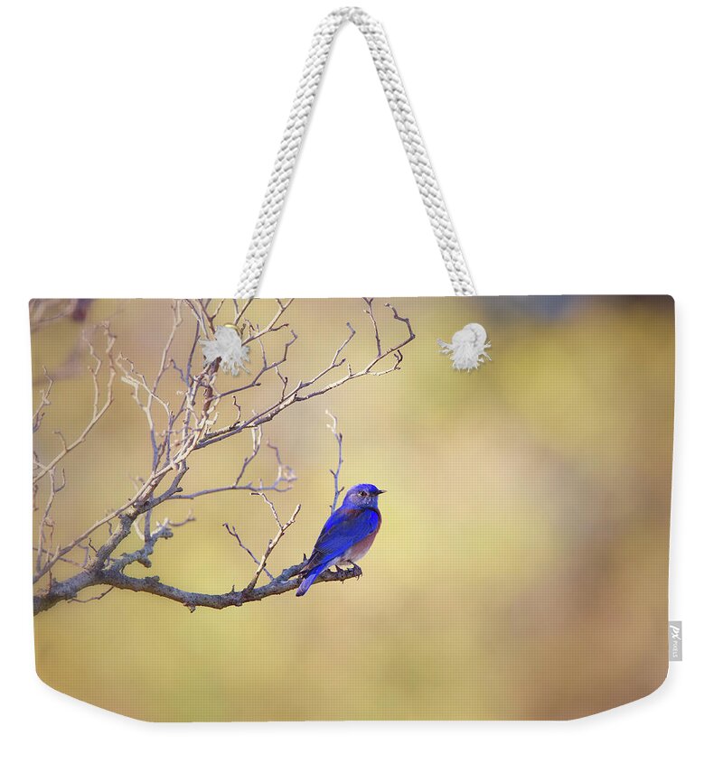 Bluebird Weekender Tote Bag featuring the photograph Western Bluebird on Bare Branch by Susan Gary