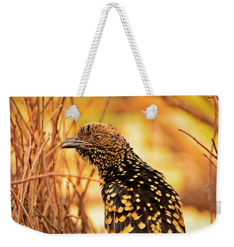 Bird Weekender Tote Bag featuring the photograph Western Bowerbird by Racheal Christian