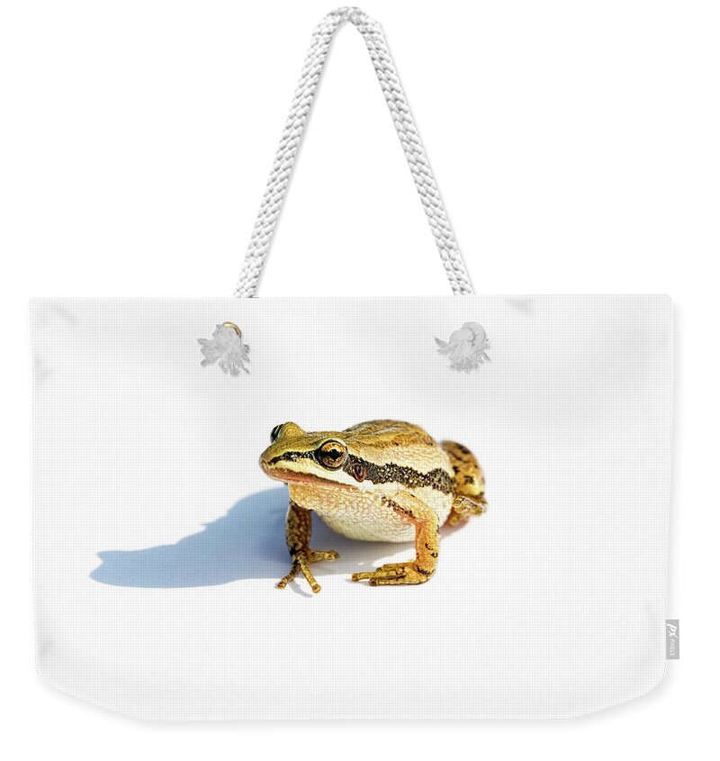 Western Chorus Frog Weekender Tote Bag featuring the photograph Western Chorus Frog 01 by Josh Bryant