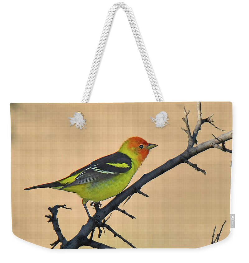 Bird Weekender Tote Bag featuring the photograph Western Tanager by Alan Lenk