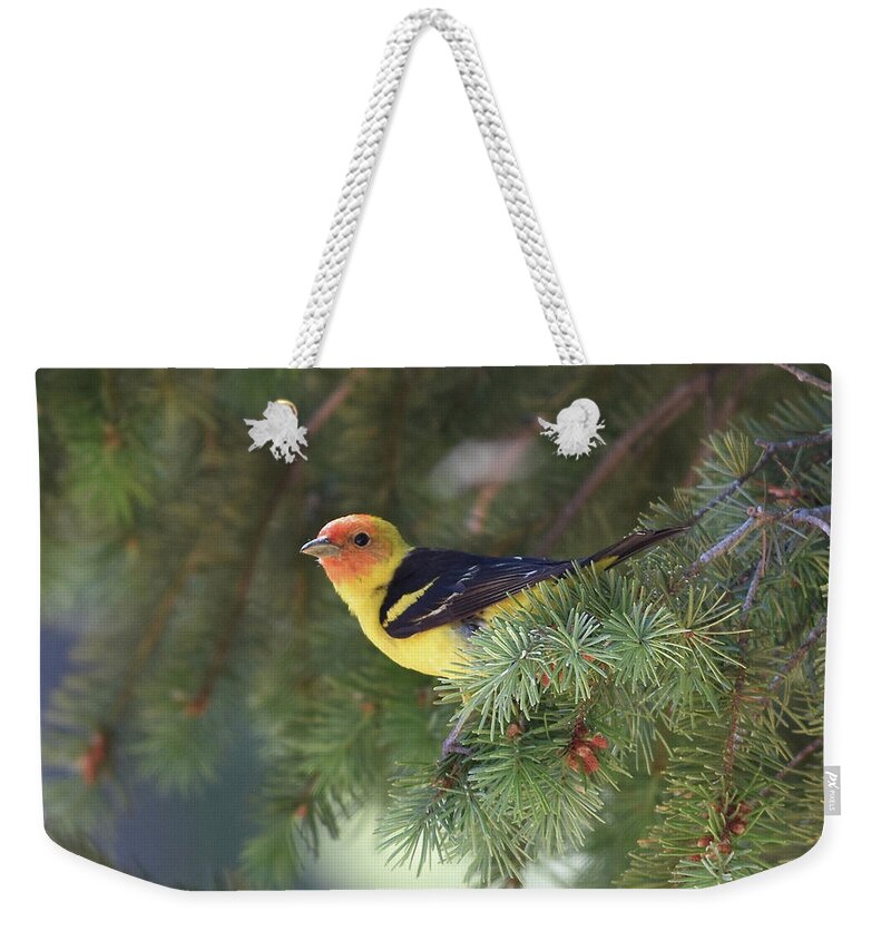  Weekender Tote Bag featuring the photograph Western Tanager by Ben Foster
