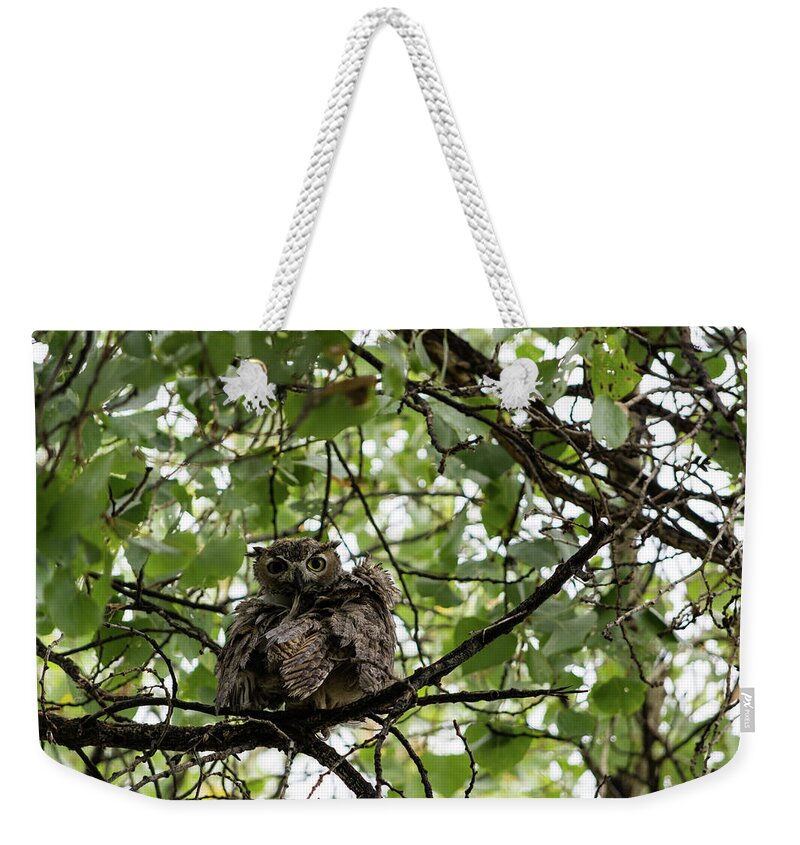 Great Weekender Tote Bag featuring the photograph Wet Owl - Wide View by Douglas Killourie
