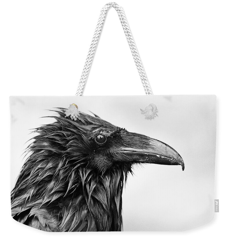 Common Raven Weekender Tote Bag featuring the photograph Wet Raven by Max Waugh