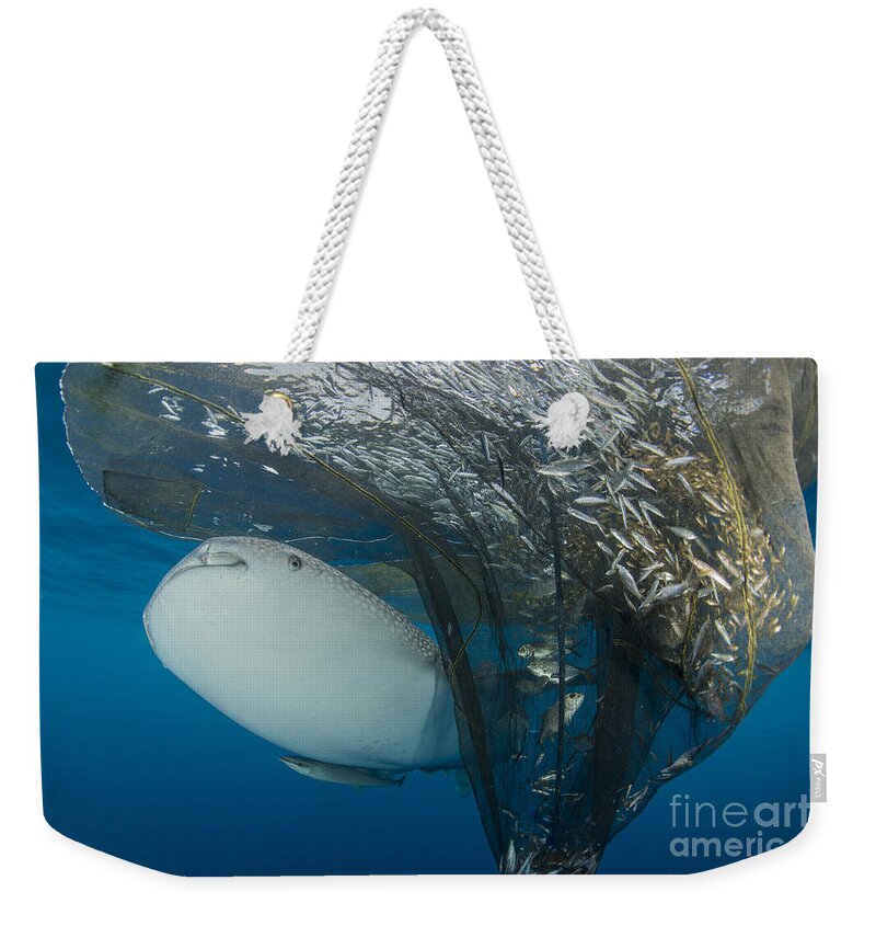 Horizontal Weekender Tote Bag featuring the photograph Whale Shark Swimming by Mathieu Meur