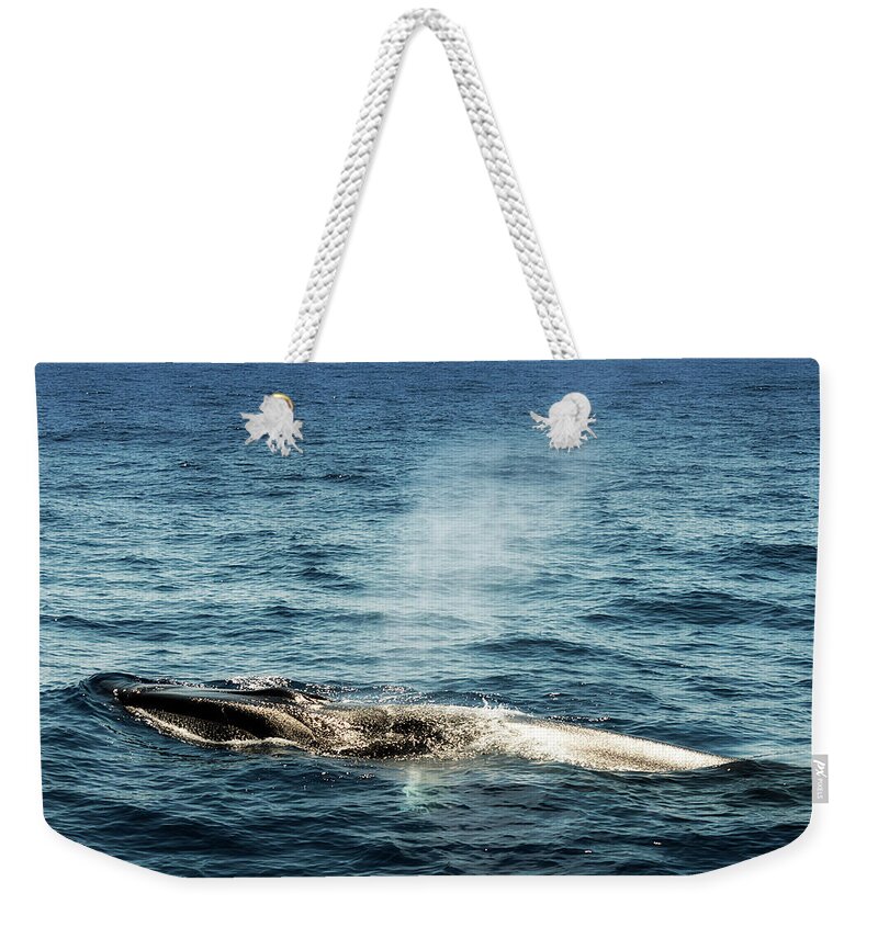 Mare Weekender Tote Bag featuring the photograph Whale Watching Balenottera Comune 5 by Enrico Pelos