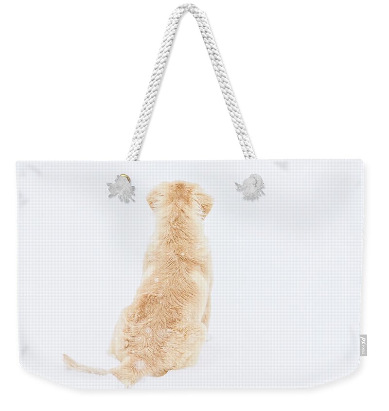 Puppy Weekender Tote Bag featuring the photograph What do you see? by Jennifer Grossnickle